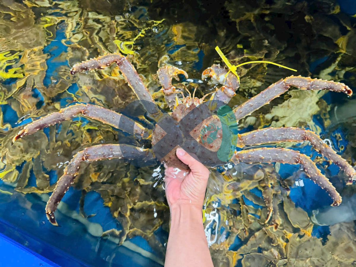Cua hoàng đế (King crab)