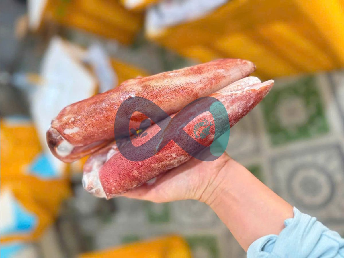 Mực ống câu