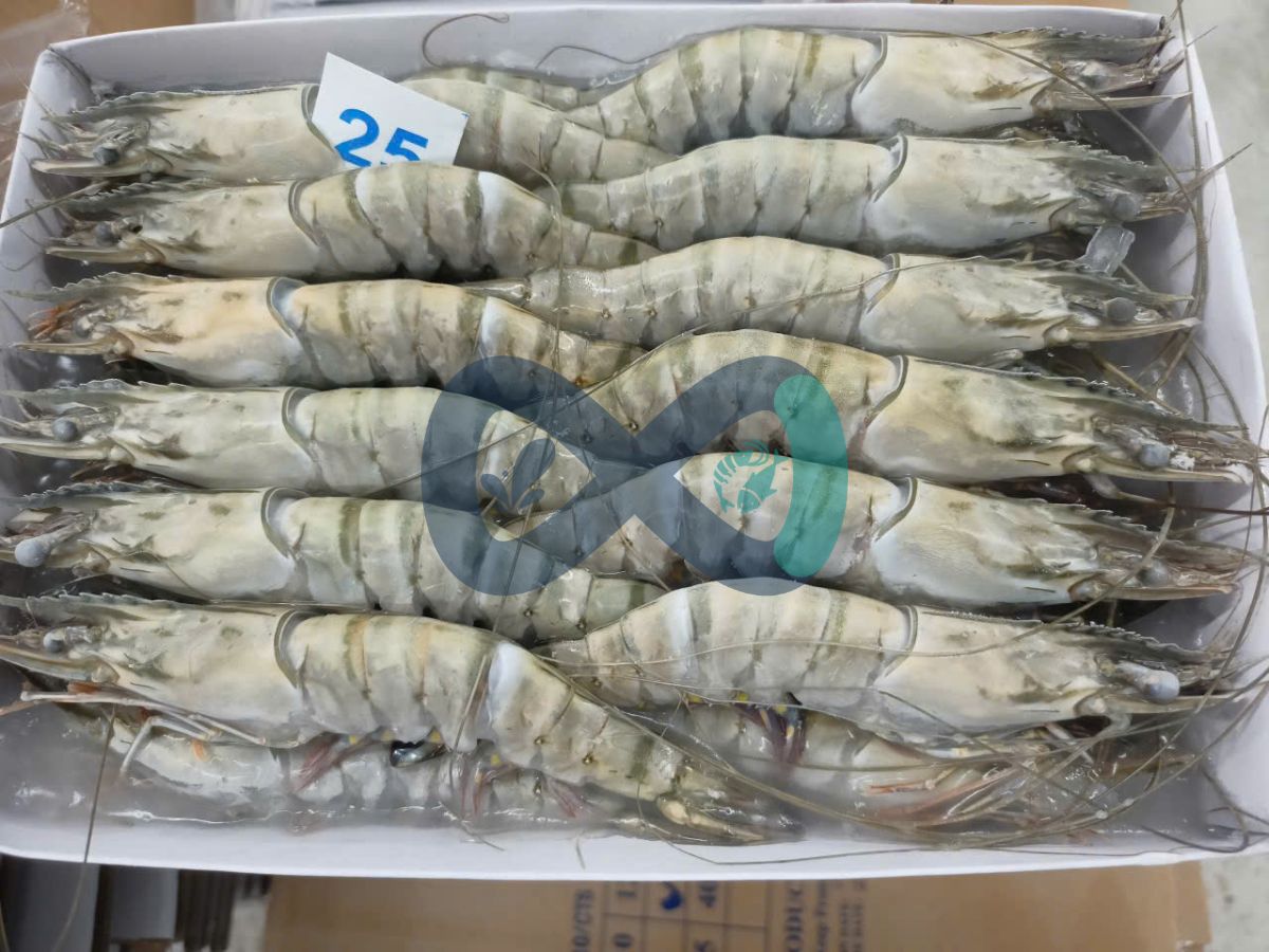 Tôm sú nguyên con